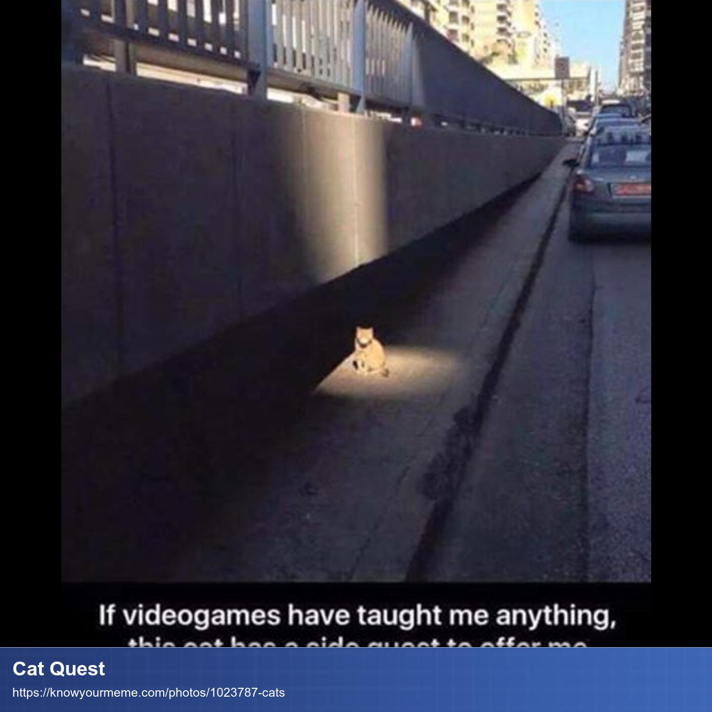 Eine Katze sitzt auf einer Straße. Alles ist dunkel und grau aber auf die Katze fällt ein Licht wie von einem Theaterscheinwerfer.